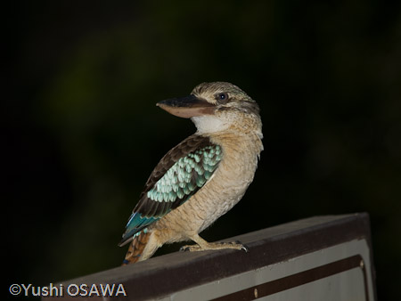 アオバネワライカワセミ　Kookaburra Dacelo leachii　Blue-winged Kookaburra
