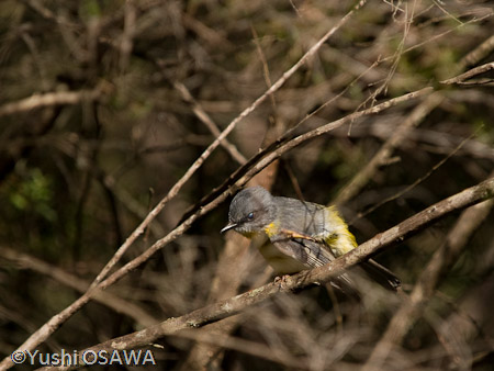 ヒガシキバラヒタキ　Eopsaltria australis　Eastern Yellow Robin