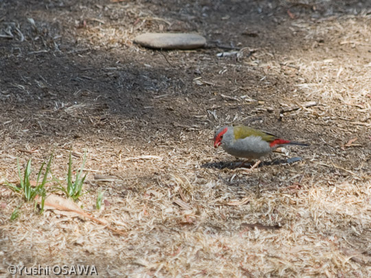 フヨウチョウ　Neochmia temporalis　Red-browed Finch
