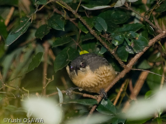 コウロコフウチョウ　Ptiloris victoriae　Victorria's Riflebird