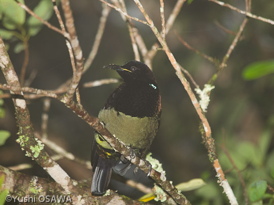 コウロコフウチョウ　Ptiloris victoriae　Victorria's Riflebird