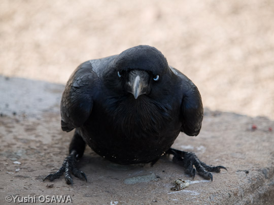 ミナミワタリガラス　Corvus coronoides　Australian Raven