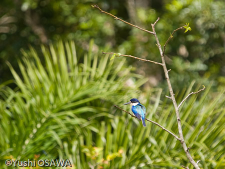 モリショウビン　Todiramphus macleayii　Forest Kingfisher