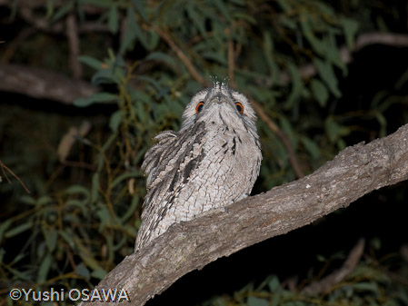 オーストラリアガマグチヨタカ　Podargus strigoides　Tawny Frogmouth