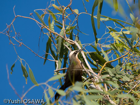 オーストラリアマルハシ　Pomatostomus temporalis　Grey-crowned Babbler