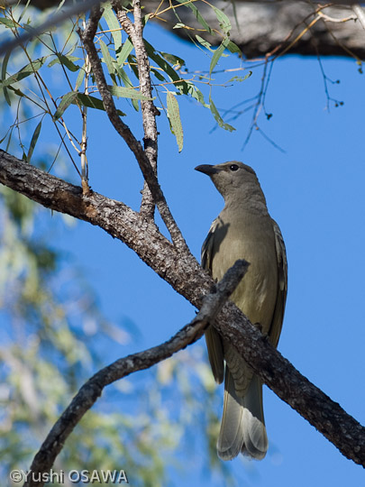 オオニワシドリ　Chlamydera nuchalis　Great Bowerbird