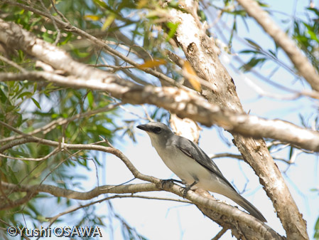 パプアオオサンショウクイ　Coracina papuensis　White-bellied Cuckoo-shrike