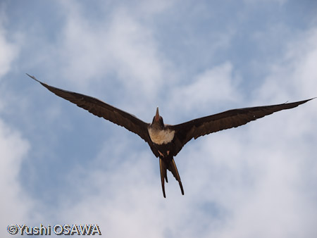 オオグンカンドリ（メス）　Fregata minor listeri　Great Frigate Bird