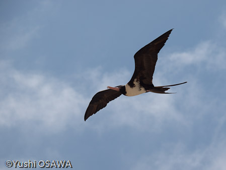 シロハラグンカンドリ（メス）　Fregata andrewsi　Christmas Island Frigate Bird
