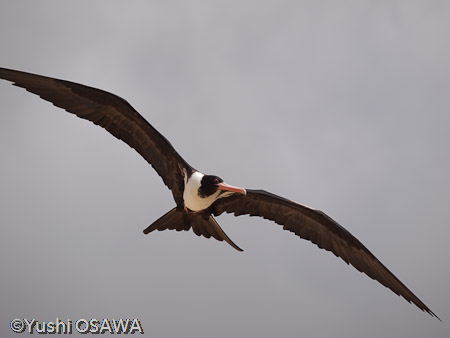 シロハラグンカンドリ（メス）　Fregata andrewsi　Christmas Island Frigate Bird