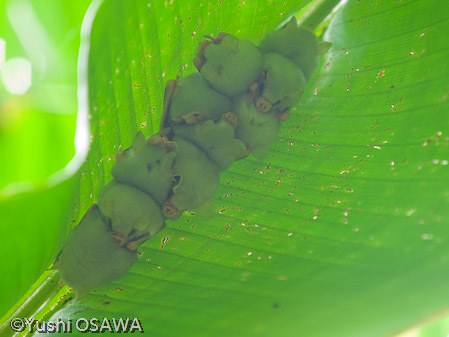 シロヘラコウモリ　Ectophylla alba　White Tent Bat