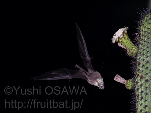 ソーシュルハナナガコウモリ　Leptonycteris curasoae　Lesser Long-nosed Bat