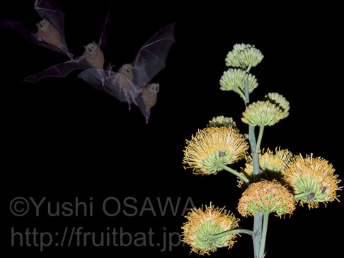 ソーシュルハナナガコウモリ　Leptonycteris curasoae　Lesser Long-nosed Bat