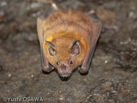 タンビヘラコウモリ　Carollia brevicauda　Silky Short-tailed Bat