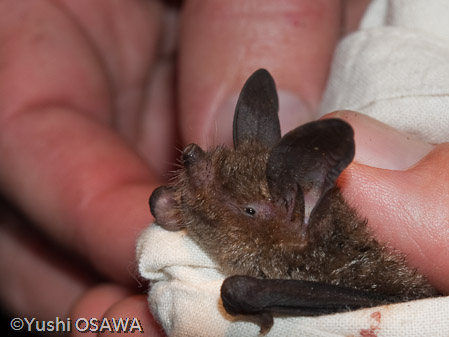 ツギホコウモリ　Mystacina tuberculata　New Zealand short-tailed bat
