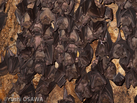 ジョフロワルーセットオオコウモリ　Rousettus amplexicaudatus　Geoffroy's rousette