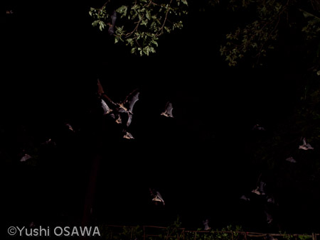 ジョフロワルーセットオオコウモリ　Rousettus amplexicaudatus　Geoffroy's rousette