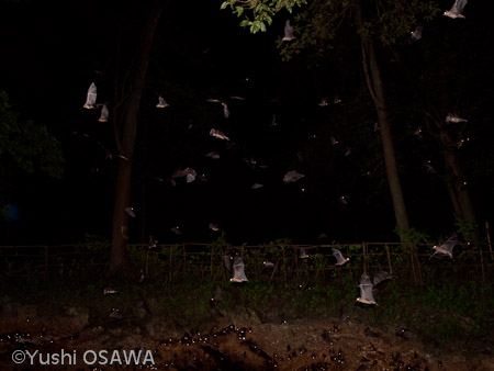 ジョフロワルーセットオオコウモリ　Rousettus amplexicaudatus　Geoffroy's rousette