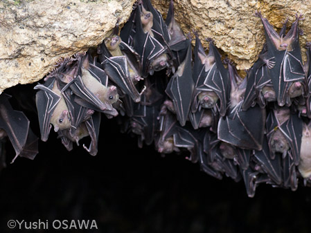 ジョフロワルーセットオオコウモリ　Rousettus amplexicaudatus　Geoffroy's rousette