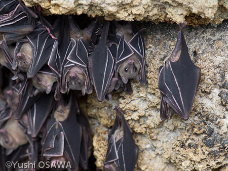 ジョフロワルーセットオオコウモリ　Rousettus amplexicaudatus　Geoffroy's rousette