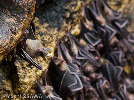 ジョフロワルーセットオオコウモリ　Rousettus amplexicaudatus　Geoffroy's rousette