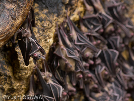 ジョフロワルーセットオオコウモリ　Rousettus amplexicaudatus　Geoffroy's rousette