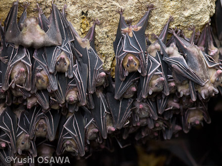 ジョフロワルーセットオオコウモリ　Rousettus amplexicaudatus　Geoffroy's rousette