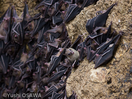ジョフロワルーセットオオコウモリ　Rousettus amplexicaudatus　Geoffroy's rousette