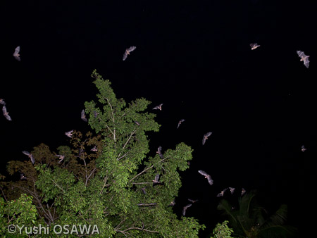 ジョフロワルーセットオオコウモリ　Rousettus amplexicaudatus　Geoffroy's rousette