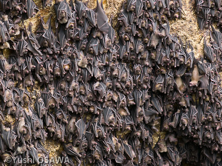 ジョフロワルーセットオオコウモリ　Rousettus amplexicaudatus　Geoffroy's rousette