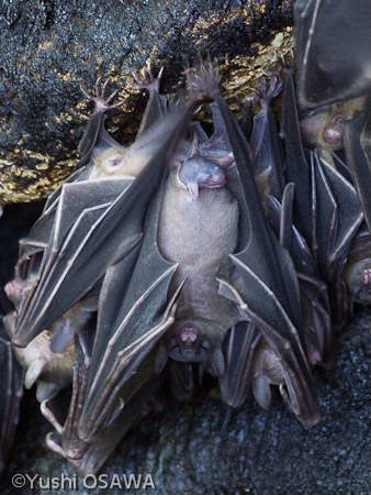 ジョフロワルーセットオオコウモリ　Rousettus amplexicaudatus　Geoffroy's rousette