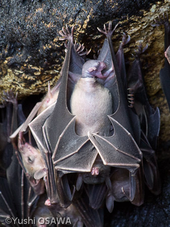 ジョフロワルーセットオオコウモリ　Rousettus amplexicaudatus　Geoffroy's rousette