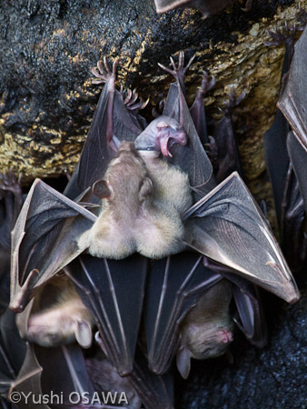 ジョフロワルーセットオオコウモリ　Rousettus amplexicaudatus　Geoffroy's rousette
