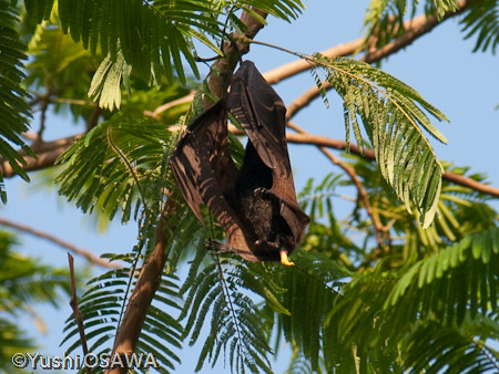 フィリピンオオコウモリ　Acerodon jubatus　Golden-capped fruit bat