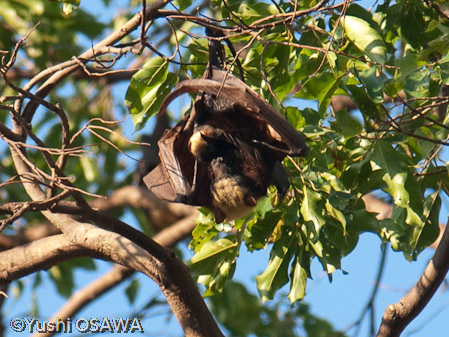 フィリピンオオコウモリ　Acerodon jubatus　Golden-capped fruit bat