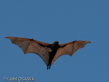 フィリピンオオコウモリ　Acerodon jubatus　Golden-capped fruit bat