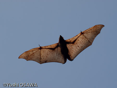 フィリピンオオコウモリ　Acerodon jubatus　Golden-capped fruit bat