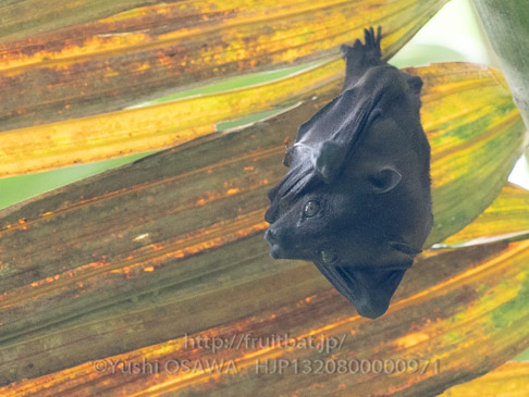 ローレンスフルーツコウモリ　Haplonycteris fischeri　Fischer's Pygmy Fruit Bat