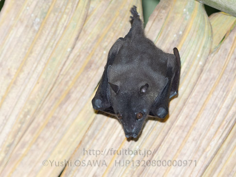 ローレンスフルーツコウモリ　Haplonycteris fischeri　Fischer's Pygmy Fruit Bat