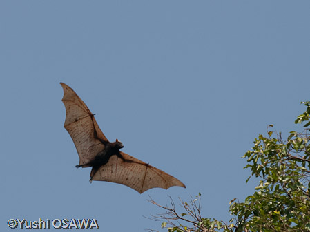 フィリピンオオコウモリ　Acerodon jubatus　Golden-capped fruit bat