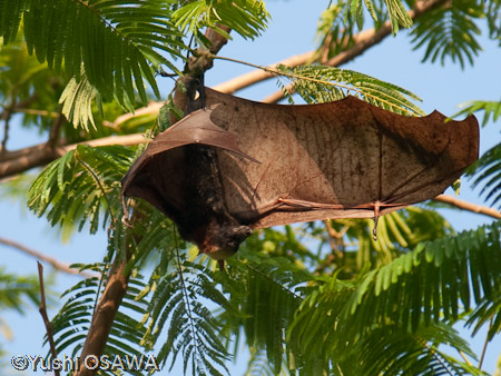 フィリピンオオコウモリ　Acerodon jubatus　Golden-capped fruit bat