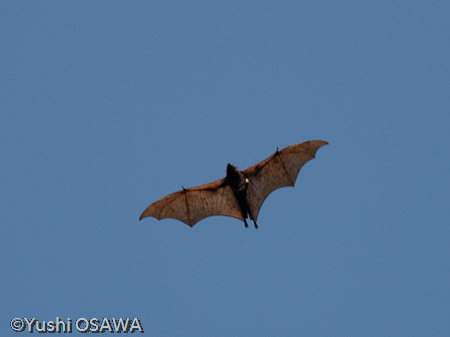 フィリピンオオコウモリ　Acerodon jubatus　Golden-capped fruit bat