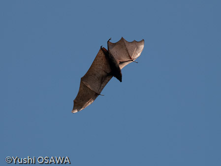 フィリピンオオコウモリ　Acerodon jubatus　Golden-capped fruit bat