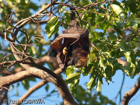 フィリピンオオコウモリ　Acerodon jubatus　Golden-capped fruit bat