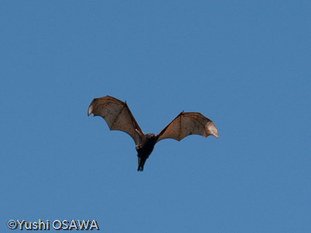 フィリピンオオコウモリ　Acerodon jubatus　Golden-capped fruit bat