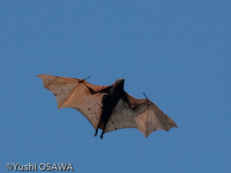 フィリピンオオコウモリ　Acerodon jubatus　Golden-capped fruit bat