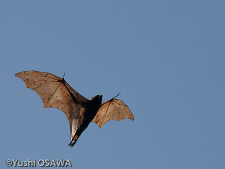 フィリピンオオコウモリ　Acerodon jubatus　Golden-capped fruit bat