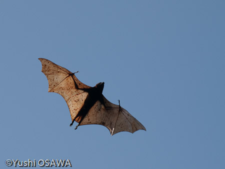 フィリピンオオコウモリ　Acerodon jubatus　Golden-capped fruit bat