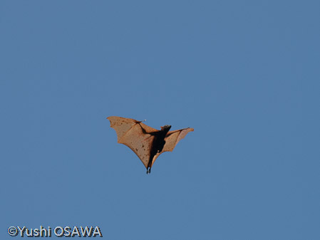 フィリピンオオコウモリ　Acerodon jubatus　Golden-capped fruit bat
