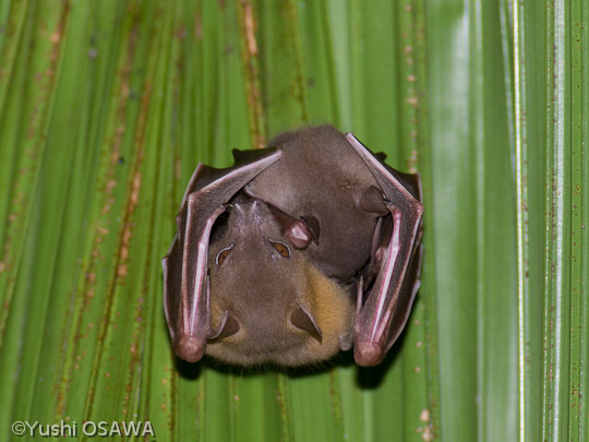 コバナフルーツコウモリ属2　Cynopterus sp. short-nosed fruit bats